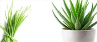 How Aloe Vera And Wheatgrass